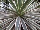 Agave