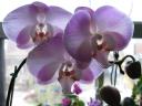 Orchid Trio