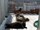Kitties on Deck