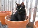 Lix Tries Pot