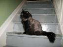 PyeBuzzed