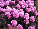 Pink Mums with Digit