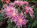Spider Mums