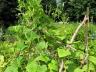 Cukes!
