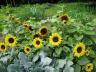 Sunflowers in a row