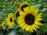 Sunflowers displaying
