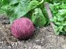 Garden Yarn?